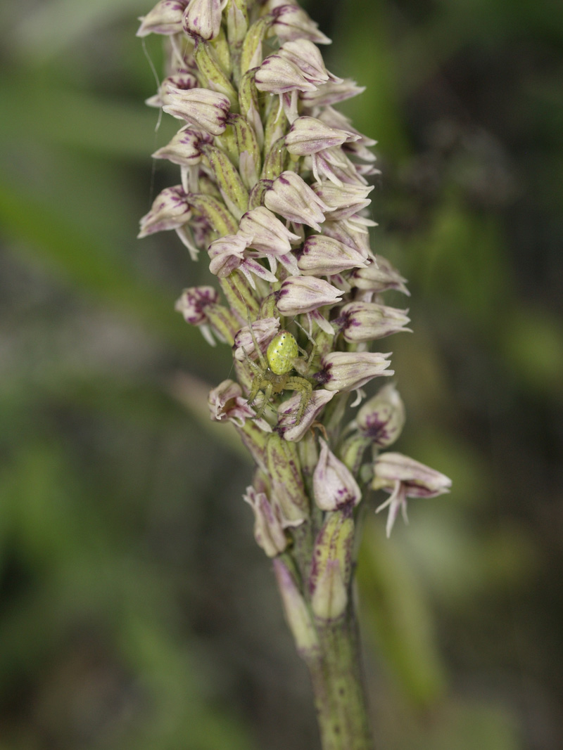 neotinea maculata